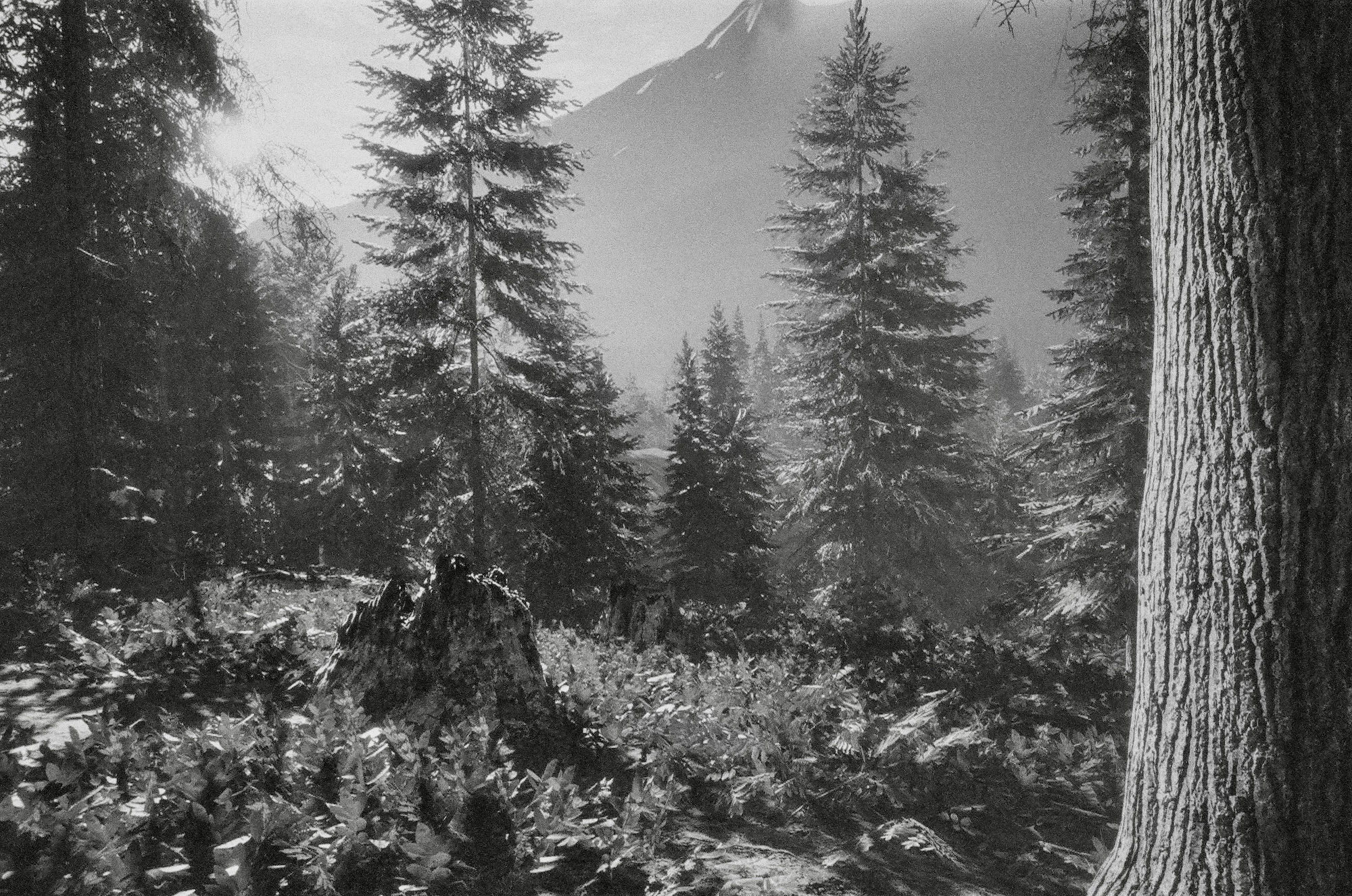 theHunter